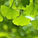 Ginkgo Biloba Powder  Helps fight endothelial oxidative stress21